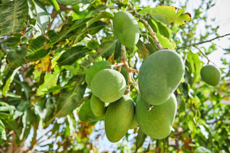 mangga-dermayu-4