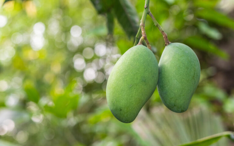 mangga-dermayu-1