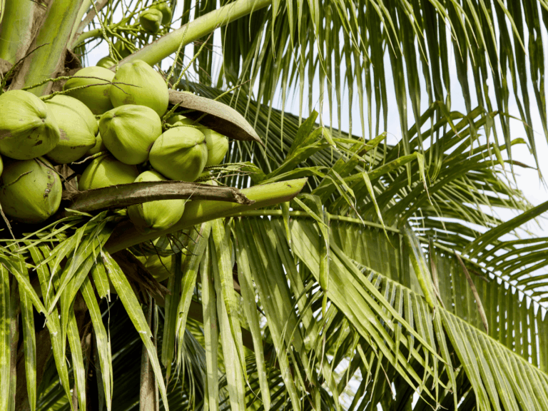 Kelapa ijo (Cocos nucifera var. viridis)-1-min