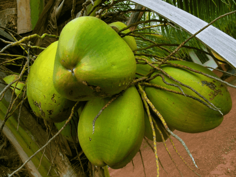Kelapa ijo (Cocos nucifera var. viridis)-2-min