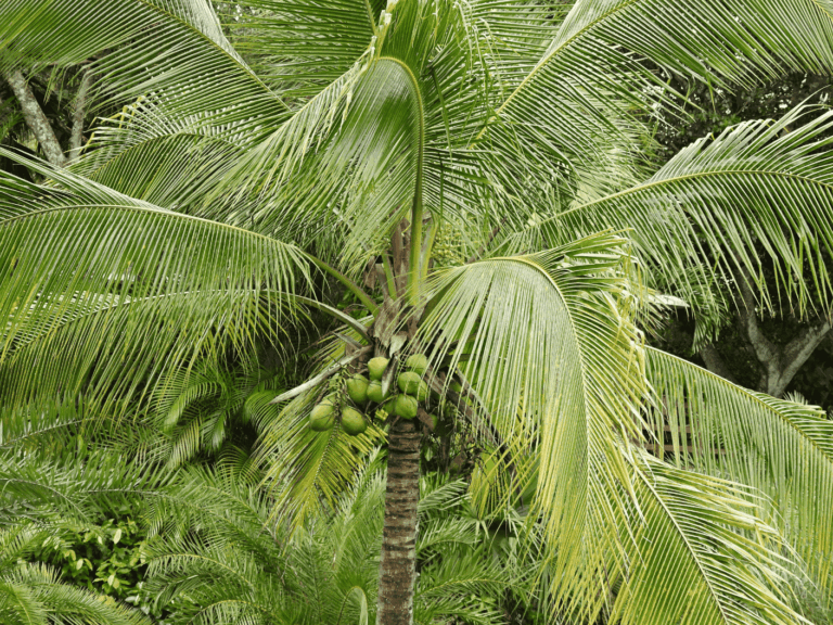 Kelapa ijo (Cocos nucifera var. viridis)-3-min