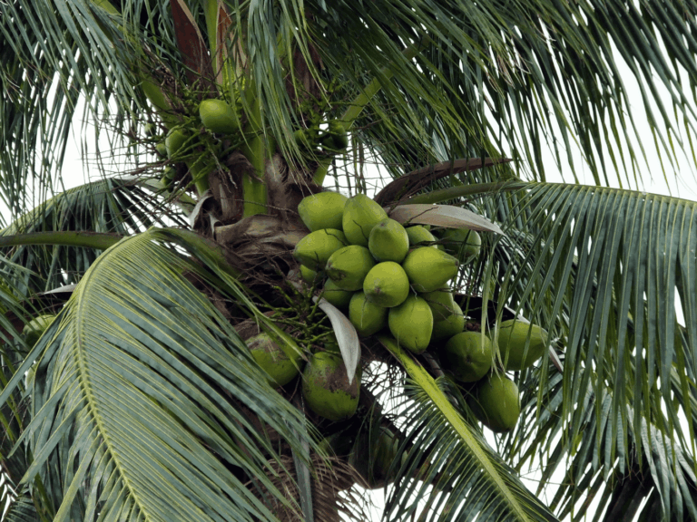 Kelapa ijo (Cocos nucifera var. viridis)HHome-min