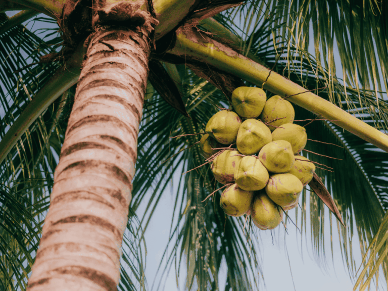 Kelapa kopyor hijau (cocos nucifera var.makapuno)-2