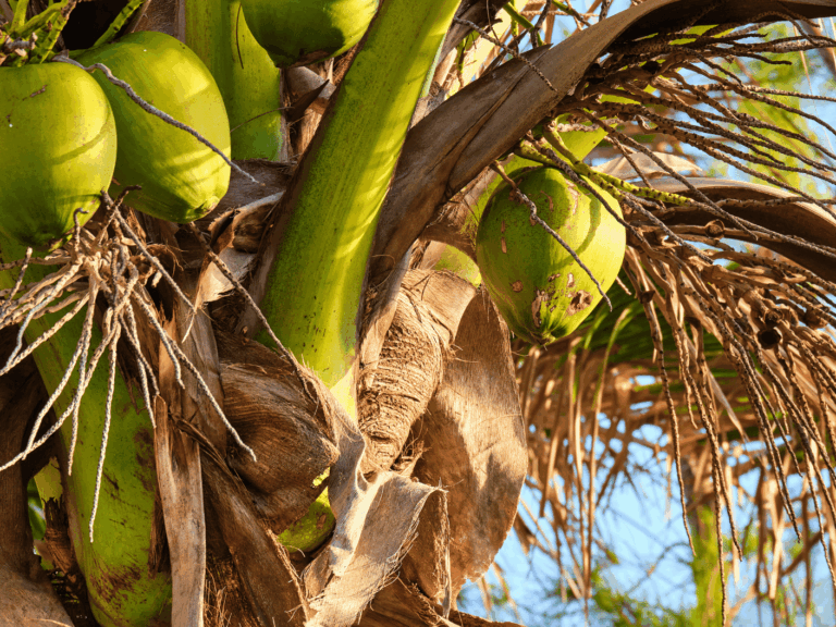 Kelapa kopyor hijau (cocos nucifera var.makapuno) Home