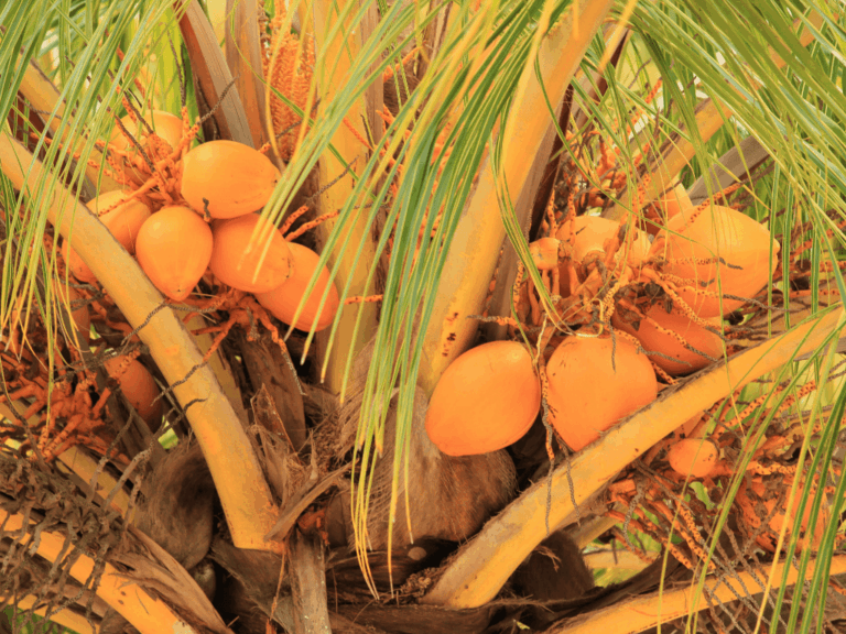 Kelapa merah (cocos nucifera var. rubescens)-1