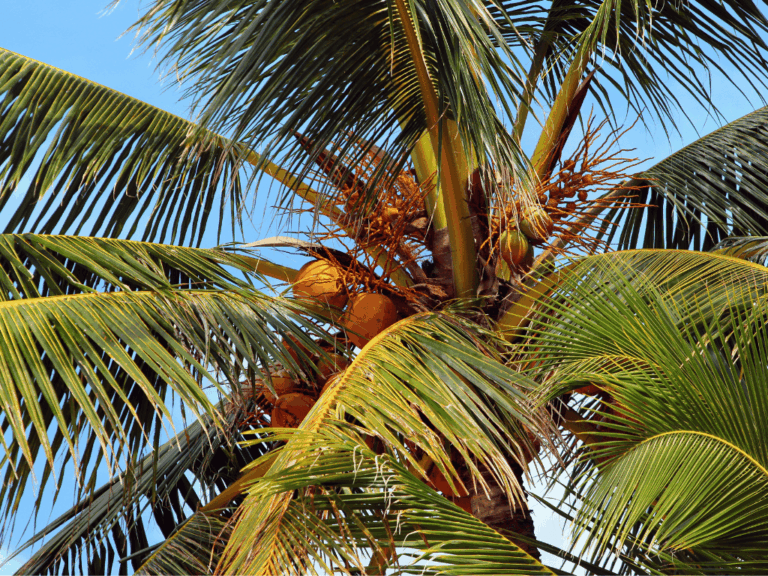 Kelapa merah (cocos nucifera var. rubescens)-2