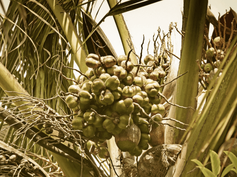 Kelapa merah (cocos nucifera var. rubescens)-3