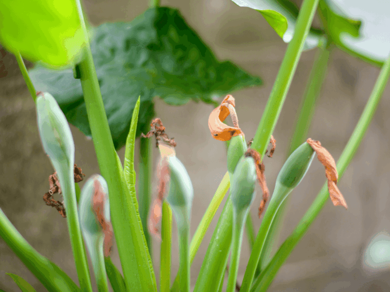 Kuping gajah (Alocasia odora)-1