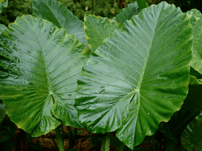 Kuping gajah (Alocasia odora)-2
