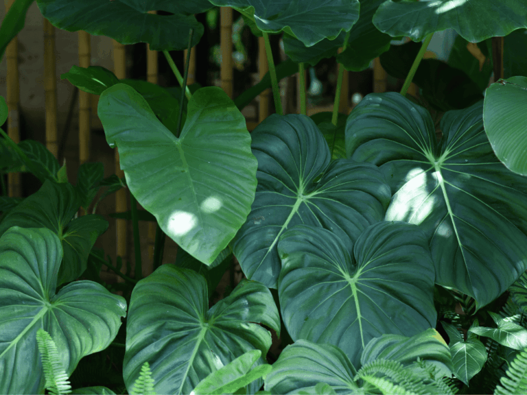 Kuping gajah (Alocasia odora)-3