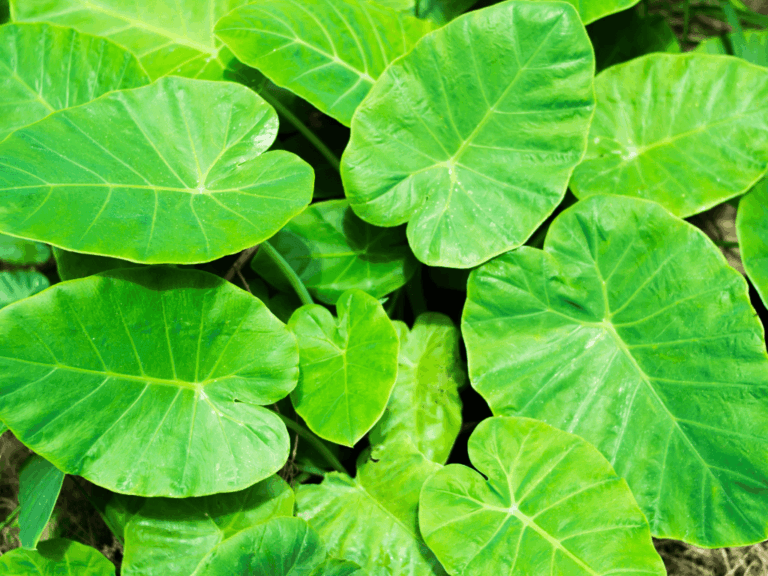 Kuping gajah (Alocasia odora) Home