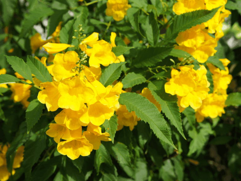 Lonceng kuning tegak (tecoma stans)-1