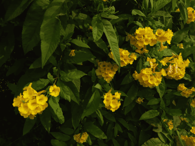 Lonceng kuning tegak (tecoma stans)-2