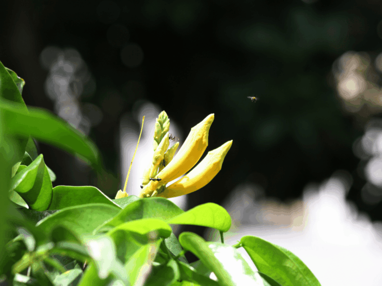 Lonceng kuning tegak (tecoma stans)-3