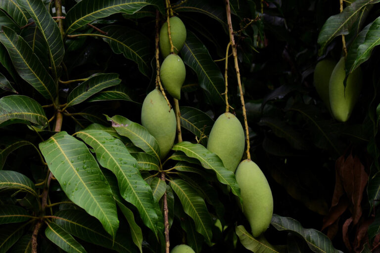 Mangga Harumanis 2