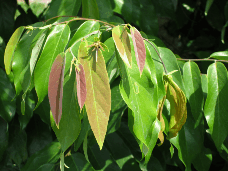 Mangga Kweni (mangifera odorata)-1-min