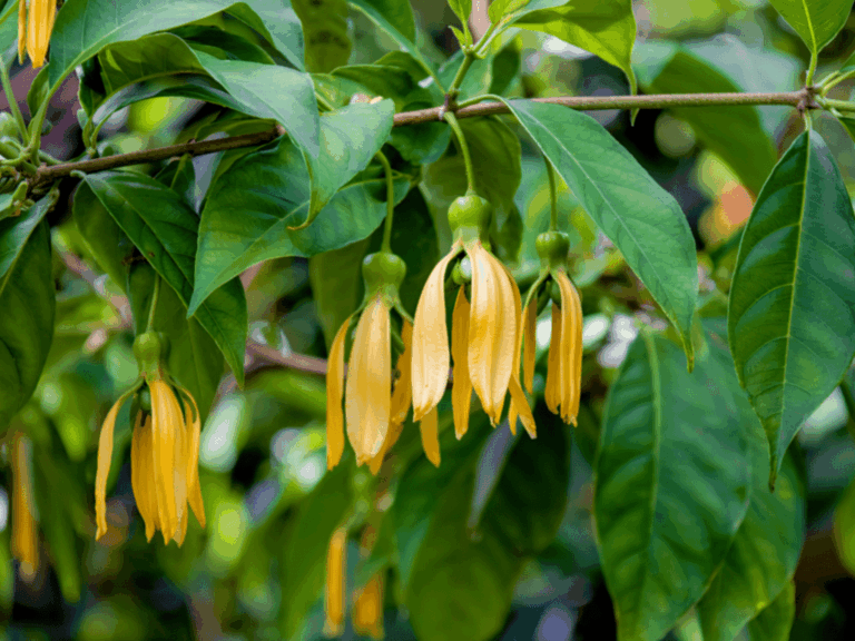Mangga Kweni (mangifera odorata) Home-min