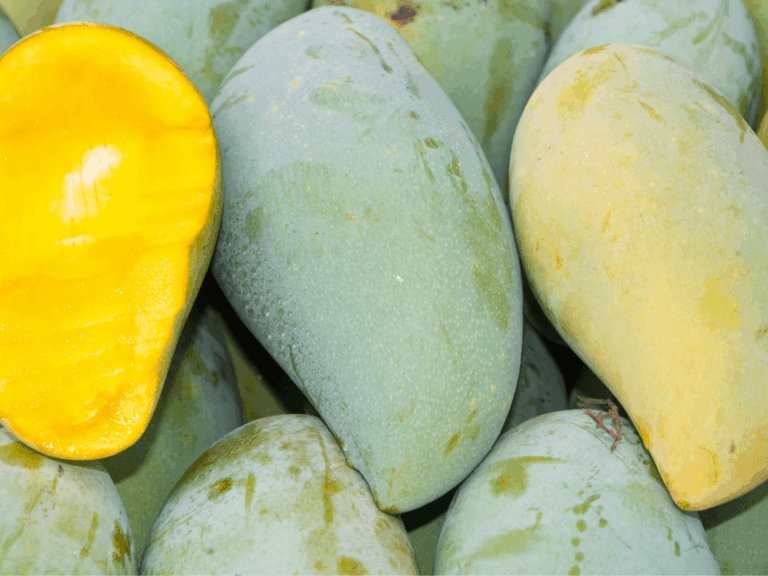 Mangga Manalagi (Mangifera indica)-1-min