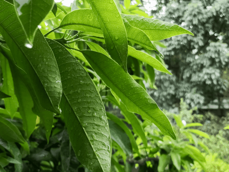 Mangga Manalagi (Mangifera indica)-2-min