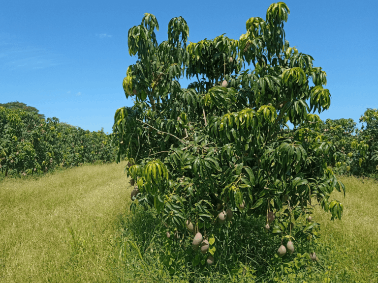 Mangga Manalagi (Mangifera indica)-3-min