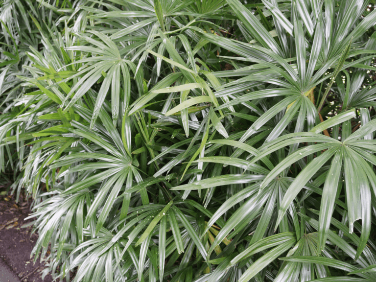 Palem jari (rhapis Excelso)-1-min