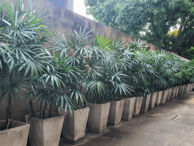 Palem jari (rhapis Excelso)-2-min