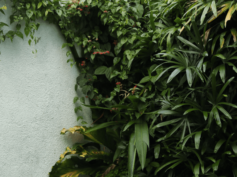 Palem jari (rhapis Excelso)-3-min