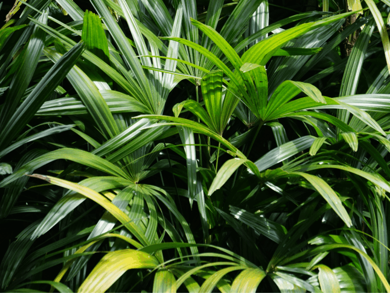 Palem jari (rhapis Excelso) Home-min