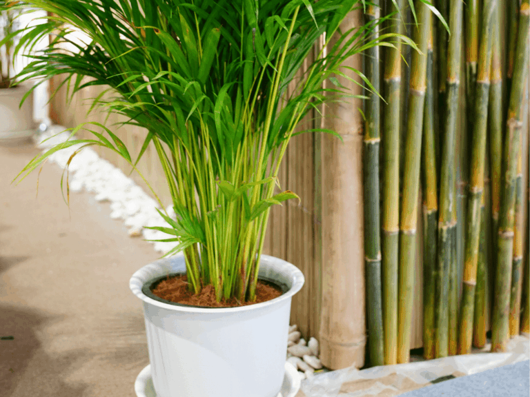Palem kuning (Dypsis lutescens)-1-min