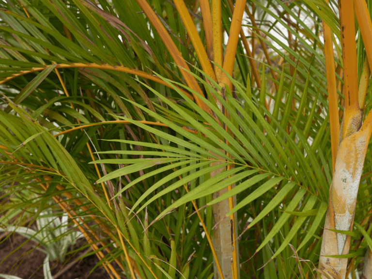 Palem kuning (Dypsis lutescens) home-min