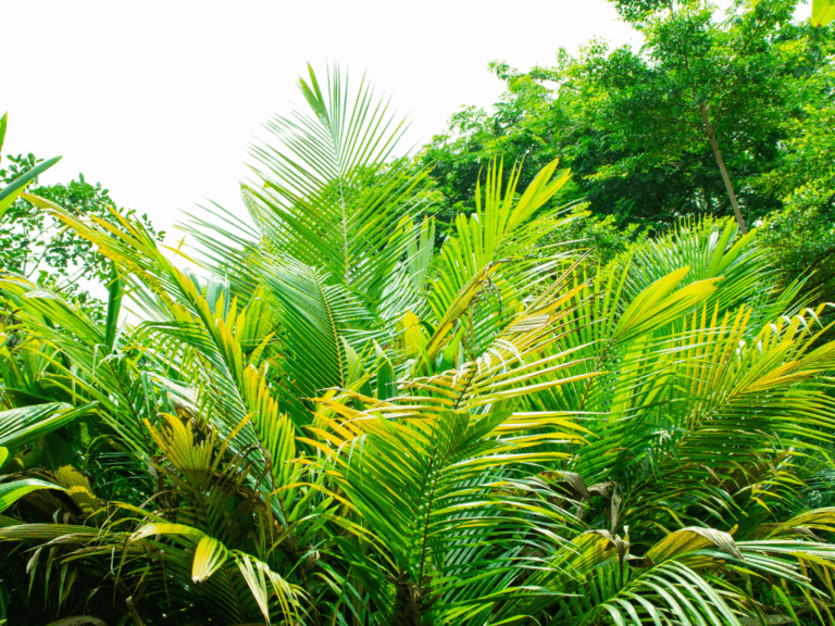 Palem kuning (Dypsis lutescens)2-min