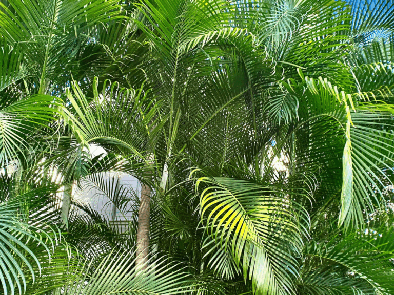 Palem kuning (Dypsis lutescens)3-min