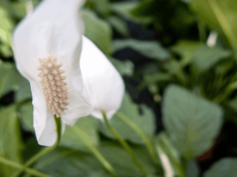 Peace Lily (spathipillum wallisii)-1-min