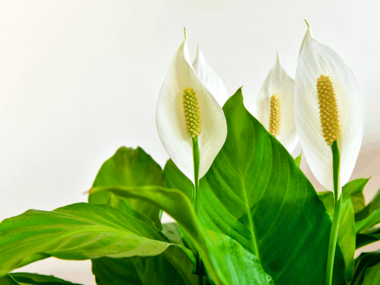 Peace Lily (spathipillum wallisii)-2-min
