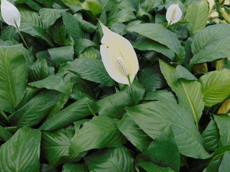 Peace Lily (spathipillum wallisii)-3-min