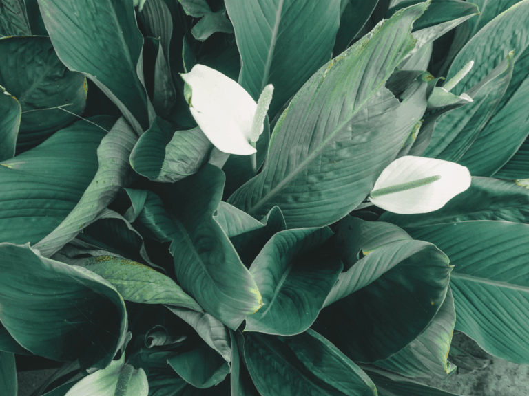 Peace Lily (spathipillum wallisii) Home-min