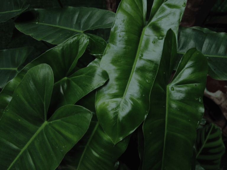 Philodendron erubescens-1-min