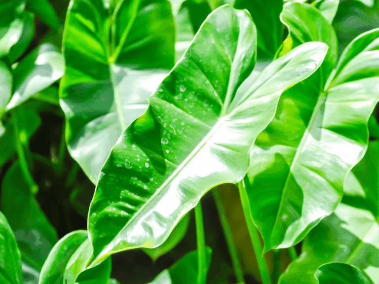 Philodendron erubescens-2-min