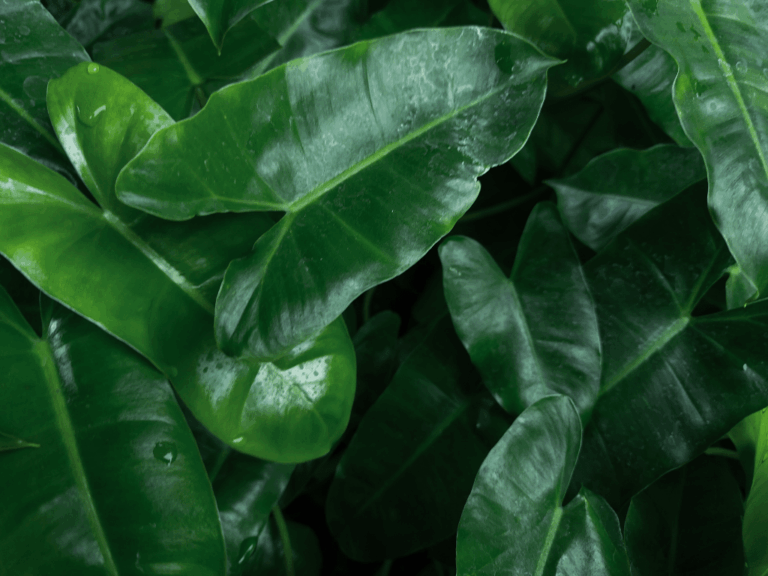 Philodendron erubescens-3-min