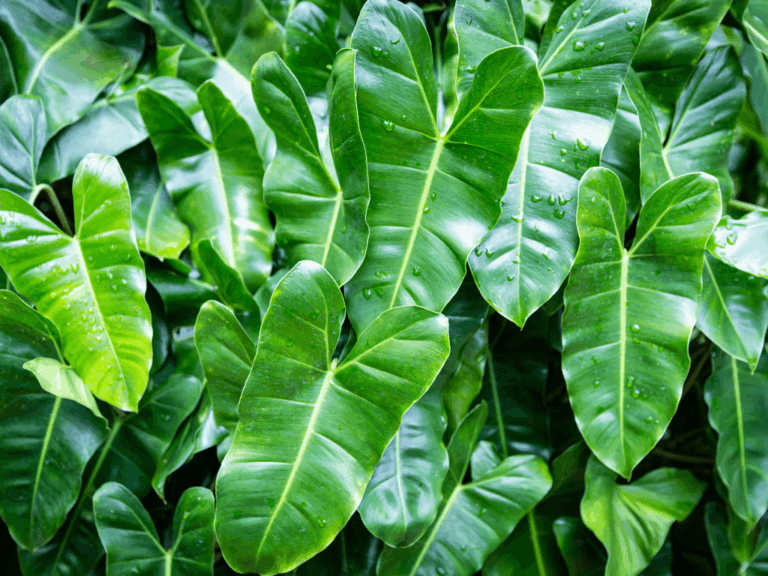 Philodendron erubescens Home-min