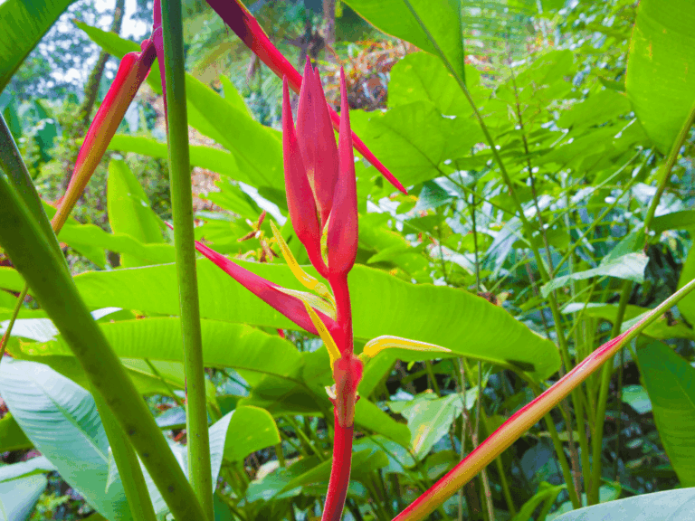 Pisang-pisangan (Heliconia psittacorum)-1-min