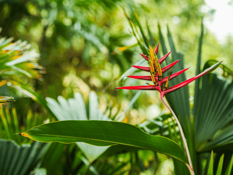 Pisang-pisangan (Heliconia psittacorum)-2-min
