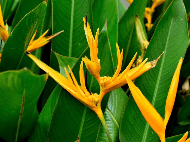 Pisang-pisangan (Heliconia psittacorum)-3-min