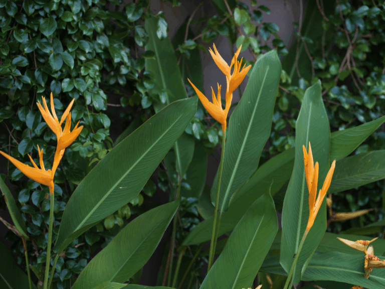 Pisang-pisangan (Heliconia psittacorum) Home-min