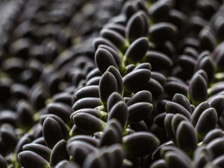 Pohon Aren (Arenga pinnata)-1-min