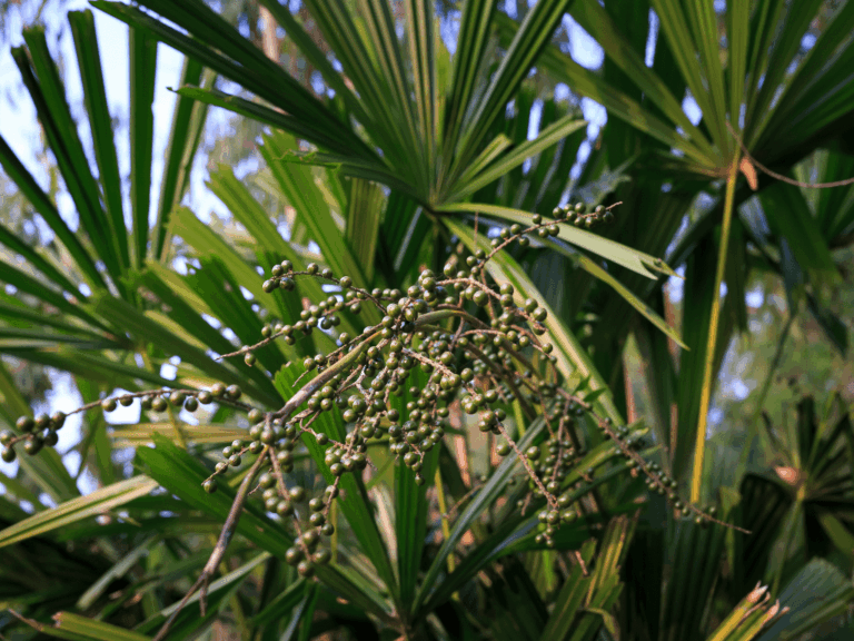 Pohon Aren (Arenga pinnata)-2-min