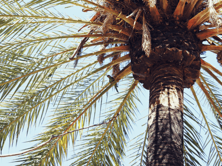 Pohon Aren (Arenga pinnata)-3-min