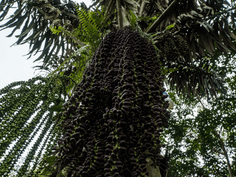 Pohon Aren (Arenga pinnata) Home-min