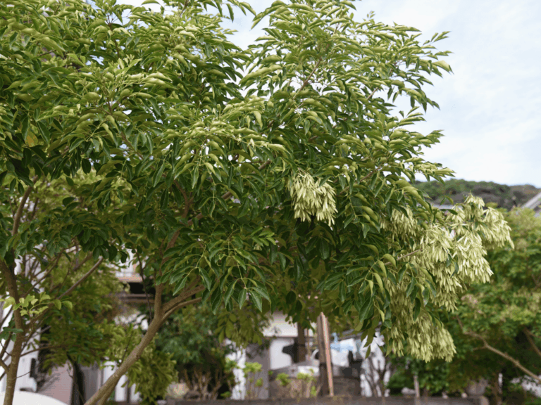 Pohon Ash (Fraxinus velutina)-1