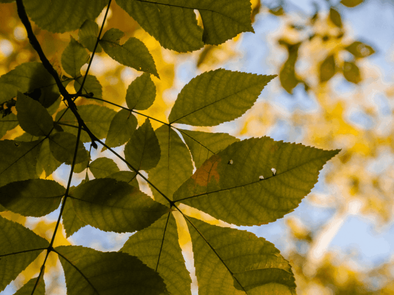 Pohon Ash (Fraxinus velutina)-2